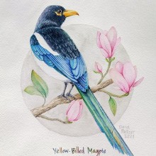 Yellow-Billed Magpie - Curso: Ilustración naturalista de aves con acuarela. Fine Arts, and Naturalistic Illustration project by Elena Pellicer - 04.21.2021