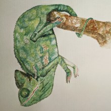 Chameleon studies . Creativit, and Watercolor Painting project by Maddy Edgington - 04.18.2021