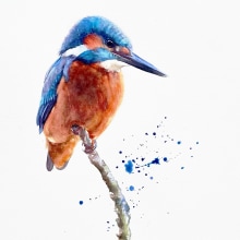 Watercolour kingfisher. Un proyecto de Pintura a la acuarela de Sarah Stokes - 05.06.2021