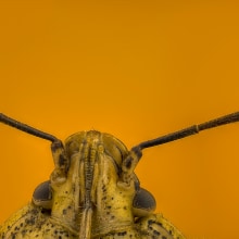Chinche Apestosa, Stink Bug, Stinkender Käfer. Un proyecto de Fotografía, Fotografía de retrato, Fotografía de estudio y Fotografía documental de Sergio Gómez - 05.04.2021