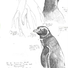 Apuntes de pinguinera en la Reserv Ria Deseado en Puerto Deseado, Santa Cruz. PATAGONIA. Un proyecto de Dibujo a lápiz, Dibujo e Ilustración con tinta de Juan de Souza - 20.06.2021