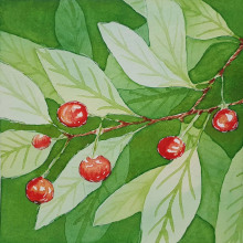 Cherries project in Negative Watercolor Painting for Botanical Illustration course. Ilustração tradicional, Pintura em aquarela e Ilustração botânica projeto de Ecaterina Moraru - 03.06.2021