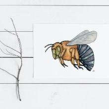Blue Banded Bee. Un proyecto de Ilustración tradicional, Pintura a la acuarela e Ilustración con tinta de Che - 24.06.2021