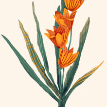 botanical illustration - orange flowers. Un proyecto de Ilustración tradicional y Packaging de Kristina Gerlits - 20.07.2021
