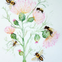 My project in Illustrating Nature: Feathery Thistles and Bees. Ilustração tradicional, Pintura, Pintura em aquarela e Ilustração naturalista projeto de Sarah - 04.08.2021