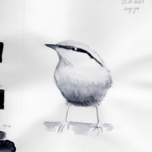My project in Artistic Watercolor Techniques for Illustrating Birds course. Un proyecto de Ilustración tradicional, Pintura a la acuarela, Dibujo realista e Ilustración naturalista				 de parlak_filiz - 31.08.2021