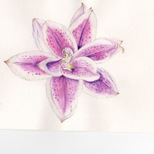 My project in Botanical Illustration with Watercolors course. Traditional illustration, Fine Arts, Painting, Drawing, Watercolor Painting, and Botanical Illustration project by parlak_filiz - 08.31.2021