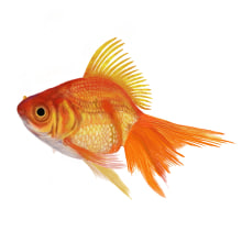 Gold Fish using Digital Acrylic using Procreate . Ilustração tradicional projeto de Roopesh MP - 03.07.2021