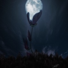 FLOR DE LUNA. Traditional illustration, and Photograph project by javiergraullera - 09.03.2021