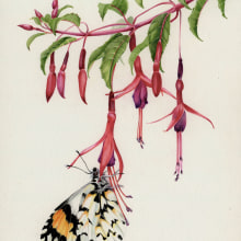 Fuchsia magellanica. Traditional illustration, Pencil Drawing, Watercolor Painting, Botanical Illustration, and Naturalistic Illustration project by Antonia Reyes Montealegre - 09.11.2021