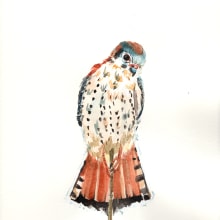 American Kestrel. Un proyecto de Ilustración tradicional y Pintura a la acuarela de Chelsea Avery - 17.09.2021