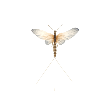 La mosca de Mayo. Un proyecto de Ilustración tradicional de Cecilia Lema - 22.09.2021