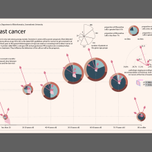 Breast cancer statistics. Information Architecture, Information Design, Interactive Design & Infographics project by aniko.nora.kiss - 09.26.2021