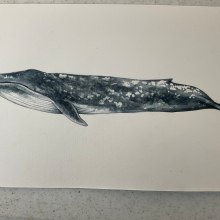 Mi Proyecto del curso: Técnicas de ilustración naturalista: ballenas en acuarela. Ilustração tradicional, Design de cartaz, Ilustração digital, e Mangá projeto de galiaarte - 04.10.2021