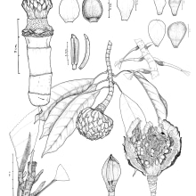 Magnolia Sp. Nov2 plancha. Botanical Illustration project by Angélica María - 10.13.2021