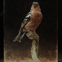 My project in Classical Oil Painting for Naturalist Bird Portraiture course. Fine Arts, Painting, Oil Painting, and Naturalistic Illustration project by Sarah Margaret Gibson - 10.26.2021