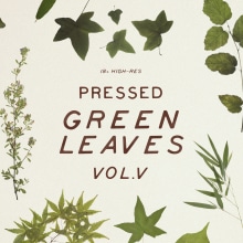 Pressed Green Leaves VOL.5. Design, Traditional illustration, Photograph, Social Media, and Social Media Design project by Sparrow & Snow - 09.12.2019