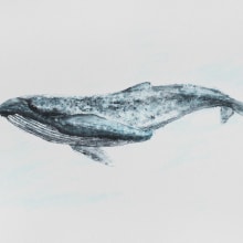 MirOrca (Orca + Blue Whale in Watercolor course). Ilustração tradicional, Design de cartaz, Ilustração digital, e Mangá projeto de miro.pobox - 29.10.2021