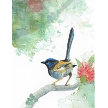 Blue wren. Un proyecto de Ilustración tradicional de mcpaan - 01.11.2021