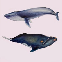 My project in Naturalist Illustration Techniques: Whales in Watercolor course. Traditional illustration, Poster Design, Digital Illustration, and Manga project by Dian Nugrahaningsari - 11.28.2021
