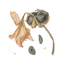 Nature in Waiting (Set of six paintings awarded an RHS gold medal 2013). Botanical Illustration project by Julia Trickey - 12.08.2021