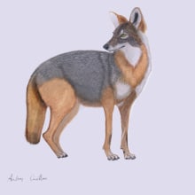 Mi Proyecto del curso: Ilustración científica del coyote (Canis latrans). Un proyecto de Ilustración tradicional, Pintura a la acuarela, Dibujo realista e Ilustración naturalista				 de Andrés Cuéllar - 17.12.2021