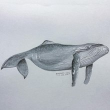 My project in Naturalist Illustration Techniques: Whales in Watercolor course. Traditional illustration, Poster Design, Digital Illustration, and Manga project by Danielle Myburgh - 12.26.2021