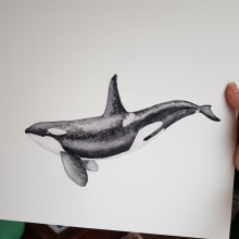 My project in Naturalist Illustration Techniques: Whales in Watercolor course. Ilustração tradicional, Design de cartaz, Ilustração digital, e Mangá projeto de yuliya.carvalho - 07.01.2022