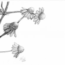 Flores dibujo a lápiz. Pencil Drawing, and Drawing project by Daria - 01.07.2022