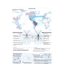 Zika Virus Threat and Transmission. Editorial Design & Infographics project by Marco Giannini - 01.24.2022