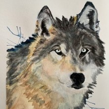 Endangered Timberwolf. Un proyecto de Ilustración tradicional, Bellas Artes, Pintura, Pintura a la acuarela e Ilustración naturalista				 de vacker8 - 30.01.2022