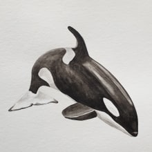 My project in Naturalist Illustration Techniques: Whales in Watercolor course. Ilustração tradicional, Design de cartaz, Ilustração digital, e Mangá projeto de Diana Poell - 01.02.2022