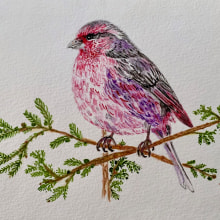 Himalayan Rose Finch. Un proyecto de Ilustración tradicional, Bellas Artes, Pintura, Pintura a la acuarela e Ilustración naturalista				 de Judy - 03.02.2022