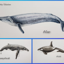 My project in Naturalist Illustration Techniques: Whales in Watercolor course. Ilustração tradicional, Design de cartaz, Ilustração digital, e Mangá projeto de Bobby Venedam - 09.02.2022