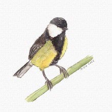 Mein Kursprojekt: Illustriere Vögel mit expressiven Aquarelltechniken. Traditional illustration, Watercolor Painting, Realistic Drawing, and Naturalistic Illustration project by Silvia Stangl - 02.13.2022