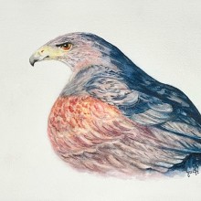 Red Tail Hawk. Traditional illustration, Fine Arts, Painting, Watercolor Painting, and Naturalistic Illustration project by Judy - 02.21.2022