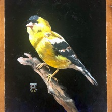 My project in Classical Oil Painting for Naturalist Bird Portraiture course. Fine Arts, Painting, Oil Painting, and Naturalistic Illustration project by Debbie Anderson - 02.28.2022