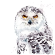 Greifvögel und Eulen_birds of prey and owls. Pintura em aquarela projeto de Tina Ritter - 06.03.2022