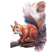 Squirrel watercolor painting. Traditional illustration, Watercolor Painting, Realistic Drawing, and Naturalistic Illustration project by Adrián Rayón - 03.07.2022