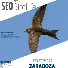 Dossier para SEO/Birdlife - Proyecto Aves de Barrio Ein Projekt aus dem Bereich Design von Alba Lou - 08.03.2022
