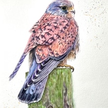 Kestrel. Traditional illustration, Fine Arts, Painting, Watercolor Painting, and Naturalistic Illustration project by Judy - 03.22.2022