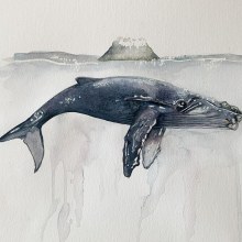 My project in Naturalist Illustration Techniques: Whales in Watercolor course. Ilustração tradicional, Design de cartaz, Ilustração digital, e Mangá projeto de Emma Geary - 25.01.2022