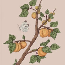 Apricots & Butterfly. Un progetto di Illustrazione tradizionale e Graphic design di Jesika - 03.02.2022