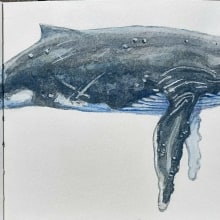 My project for course: Naturalist Illustration Techniques: Whales in Watercolor. Ilustração tradicional, Design de cartaz e Ilustração digital projeto de Esther Middel - 02.06.2022