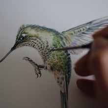 Picaflor chico / Green-backed firecrown. Traditional illustration, Watercolor Painting, and Naturalistic Illustration project by Antonia Reyes Montealegre - 05.31.2022