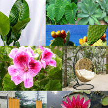 Il mio progetto del corso: Design di spazi verdi per la tua casa. Design, Paisagismo, Design floral e vegetal, Design de espaços, Lifest, e le projeto de merygio91 - 20.06.2022