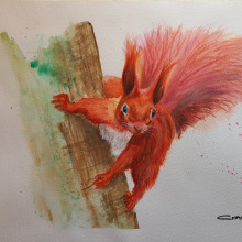 My project for course: Expressive Animal Portraits in Watercolor : Red Squirrel. Un proyecto de Ilustración tradicional, Pintura a la acuarela, Dibujo realista e Ilustración naturalista				 de Charl van Staden - 08.07.2022