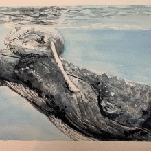 My project for course: Naturalist Illustration Techniques: Whales in Watercolor. Ilustração tradicional, Design de cartaz, Ilustração digital, e Mangá projeto de Barb O - 26.08.2022
