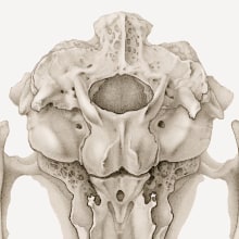 Rabbit Skull - ventral view. Un projet de Illustration, Dessin au cra, on et Illustration naturaliste de Ella Nitters - 20.09.2022