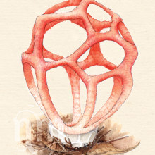 Mushroom Spirit Oracle - release date 2023. Un proyecto de Ilustración tradicional, Pintura a la acuarela y Dibujo con lápices de colores de Nicola McIntosh - 25.09.2022